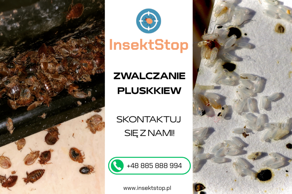 usuwanie pluskiew
